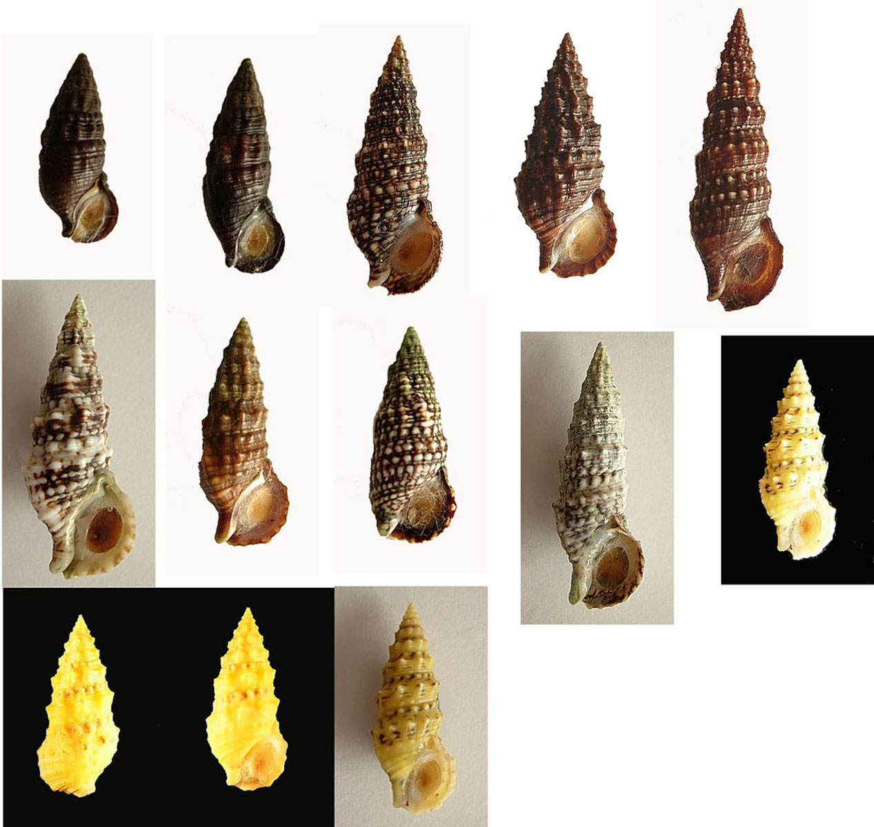 Cerithium lividulum e repandanum